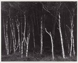 Alders, Prairie Creek Beach