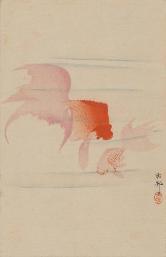 Goldfish