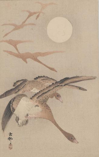 Wild Geese