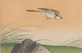 Swallow (from an unidentified series)