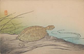 Turtle by a Pond (from an unidentified series)