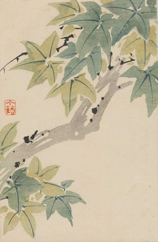 Green Maple Tree