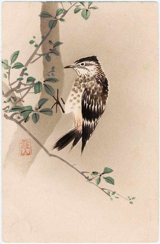 Woodpecker on Tree