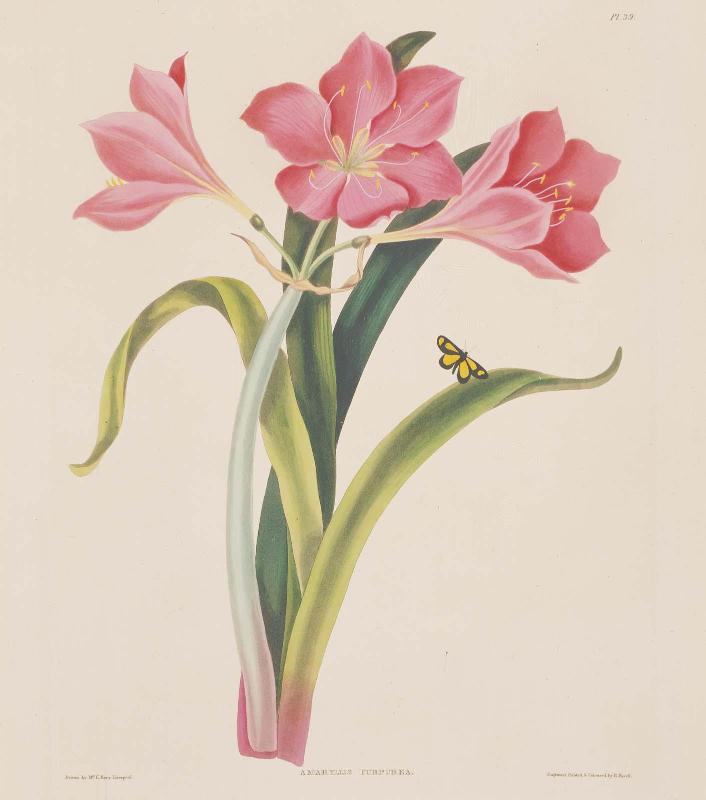 Plate 39; Amaryllis Purpurea