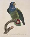 Plate 114: "Perroquet a Camail bleu, male"