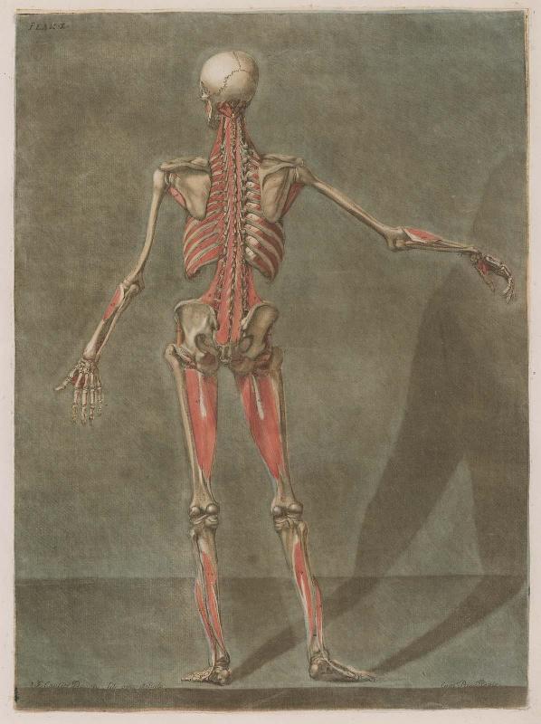 A Flayed (Ecorché) Figure Seen from the Rear