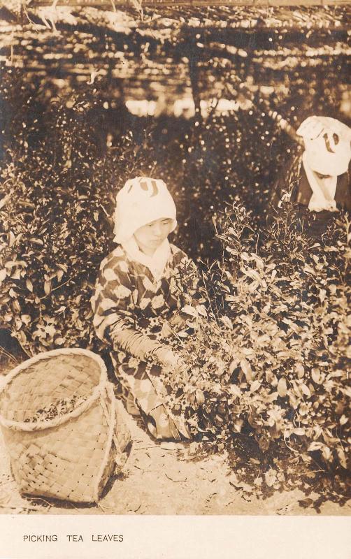 Picking Tea Leaves