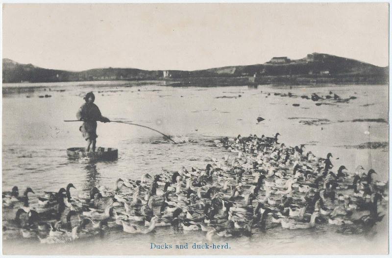 Ducks and Duck-herd
