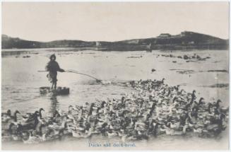 Ducks and Duck-herd