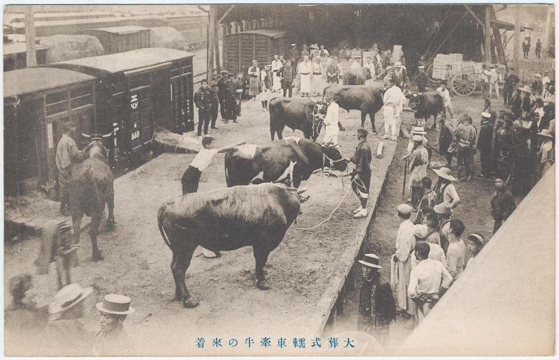 Arrival of Bulls for Hearse in Royal Funeral