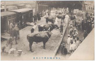 Arrival of Bulls for Hearse in Royal Funeral