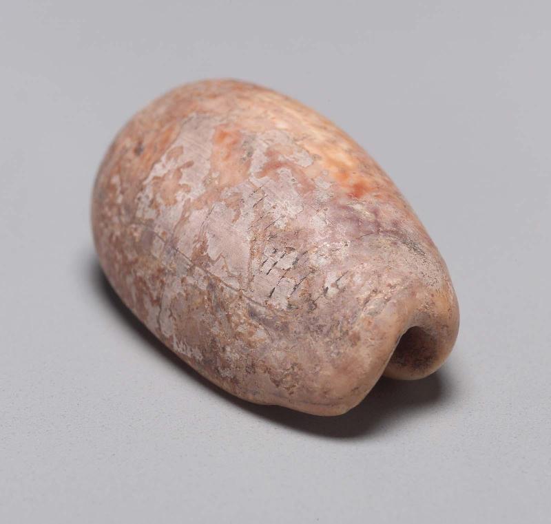 Seashell