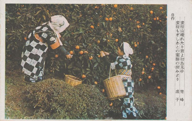 Picking Mandarin Oranges