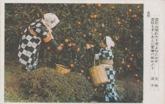 Picking Mandarin Oranges