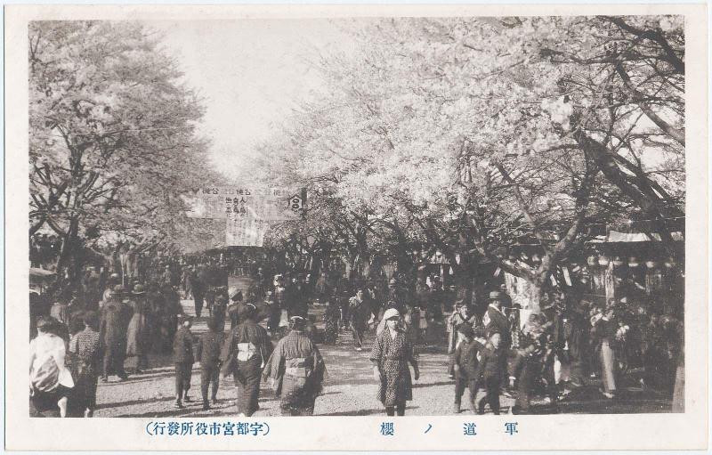 Cherry Blossoms by Military Road