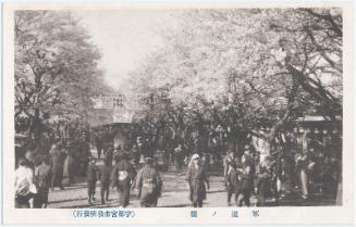 Cherry Blossoms by Military Road