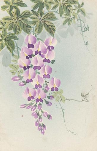 Wisteria