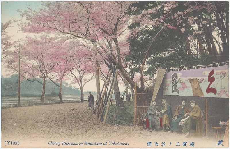 Cherry Blossoms in Sannotani at Yokohama, No. Y103 (from an unidentified series) of Yokohama