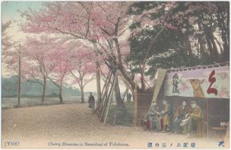 Cherry Blossoms in Sannotani at Yokohama, No. Y103 (from an unidentified series) of Yokohama