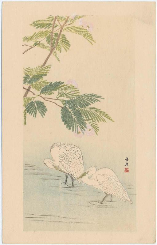 Egrets in Stream under Mimosa Branches