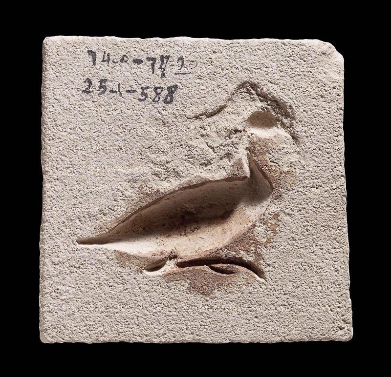 Mold of a heron or phoenix