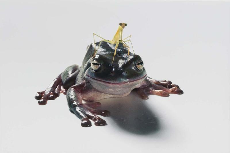 Frog and a Praying Mantis, from the series "Food Chain"