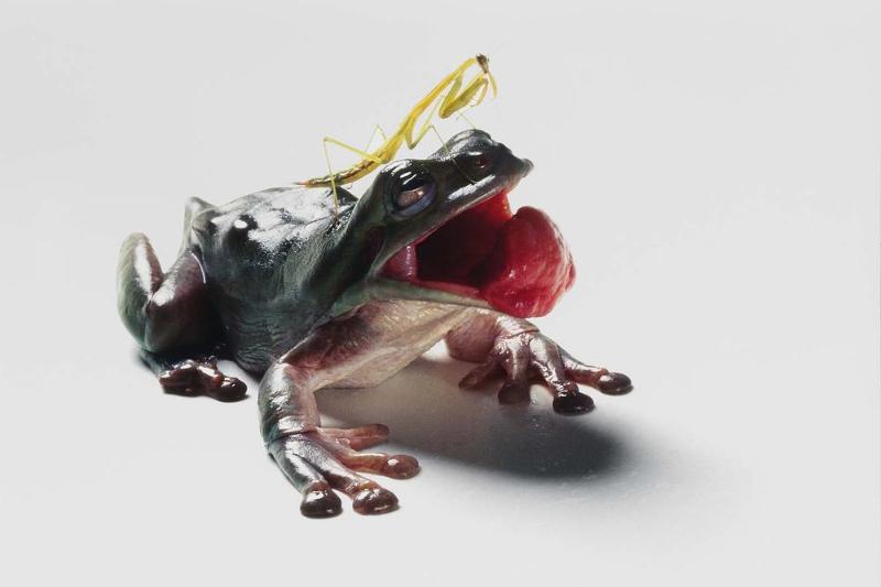 Frog and a Praying Mantis, from the series "Food Chain"