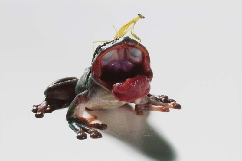 Frog and a Praying Mantis, from the series "Food Chain"
