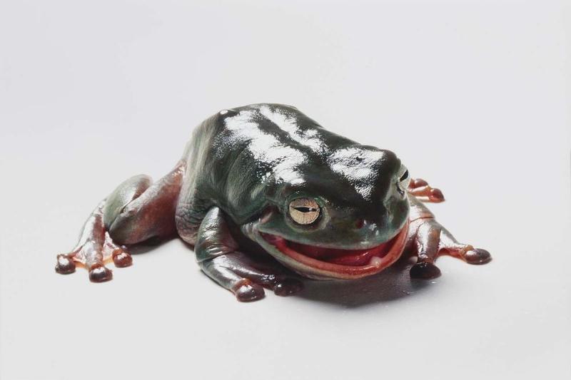 Frog and a Praying Mantis, from the series "Food Chain"