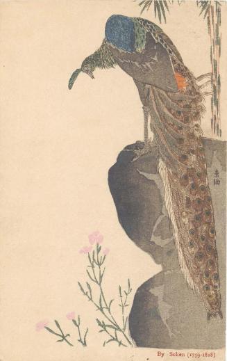 Reproduction of Painting by Soken: Peacock on Rock