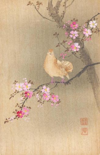 Bird in Flowering Cherry Tree
