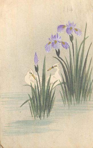 Egrets and Irises