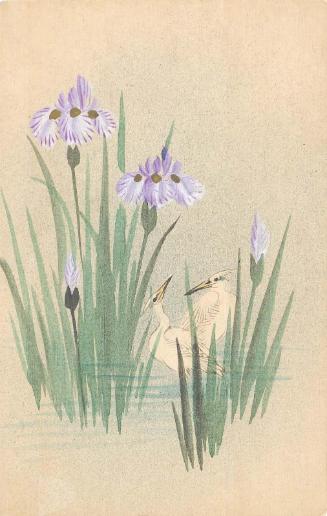 Egrets and Irises