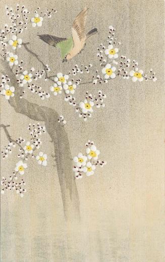 Warbler Flying over Plum Blossoms