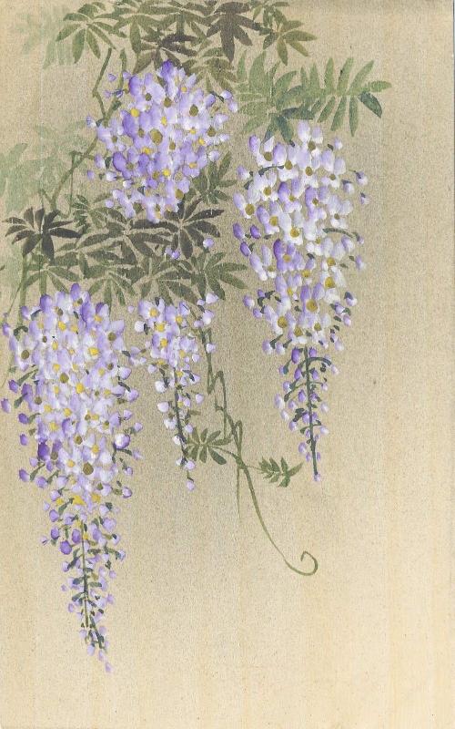 Wisteria