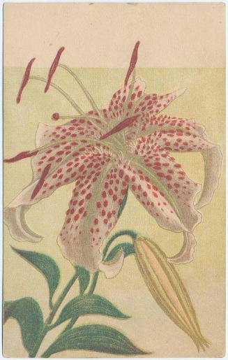 Wild Lily