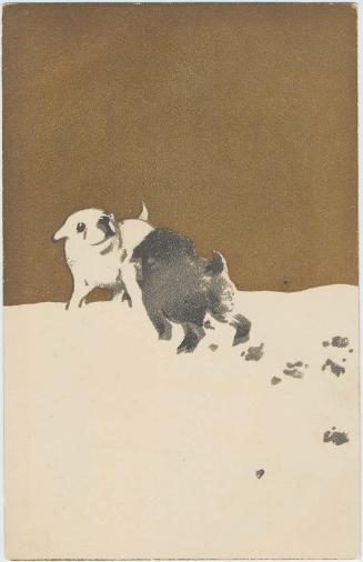Puppies in Snow