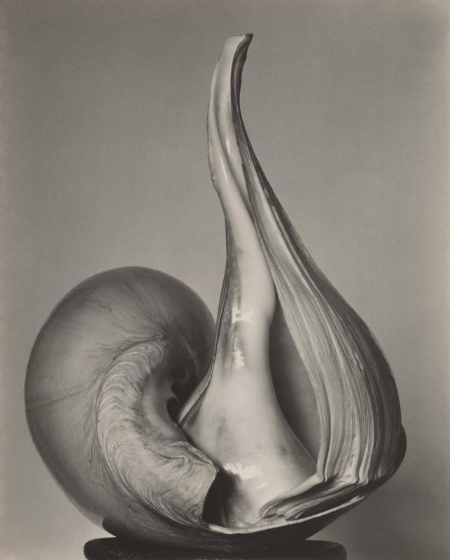 Shells