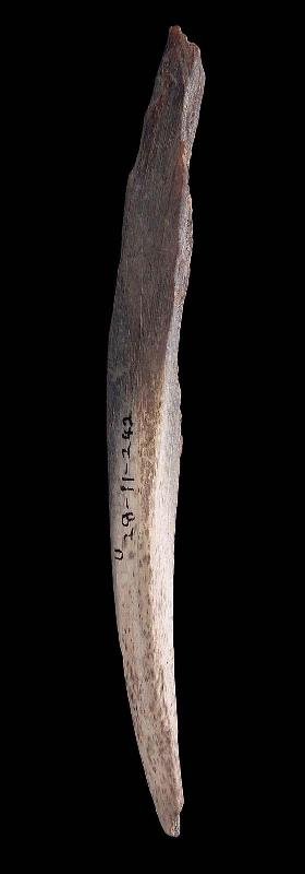 Horn fragment