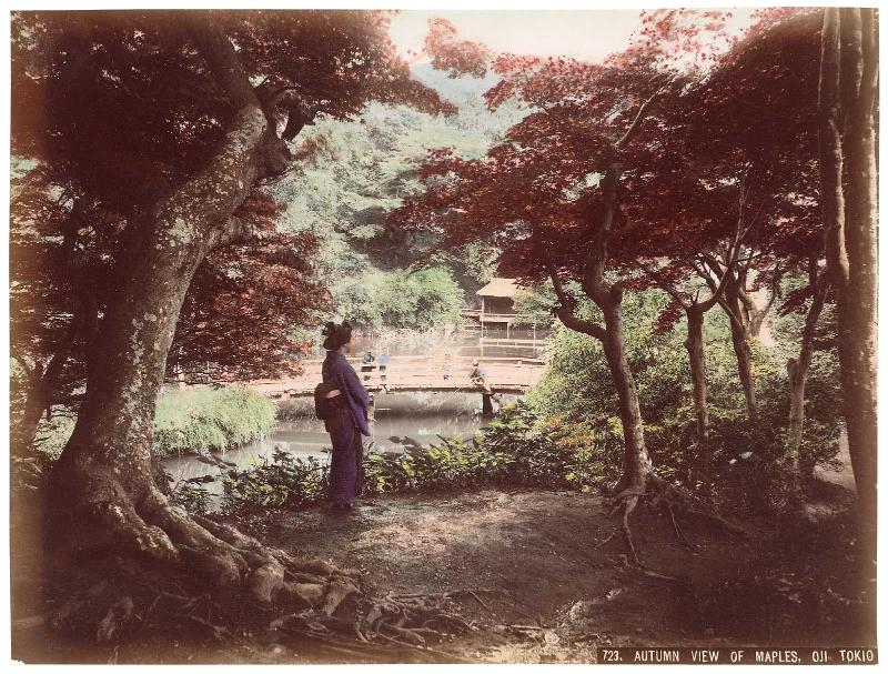 Maples at Takinogawa, Oji, near Tokyo