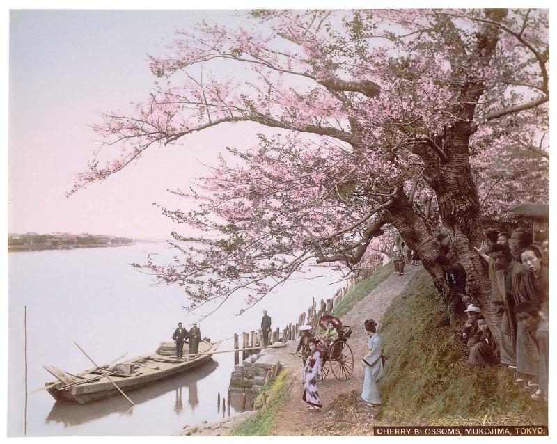 View of Cherry Blossoms at Mukojima on the Sumida River, Tokyo