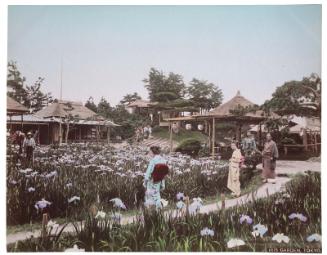 Iris Garden, Tokyo