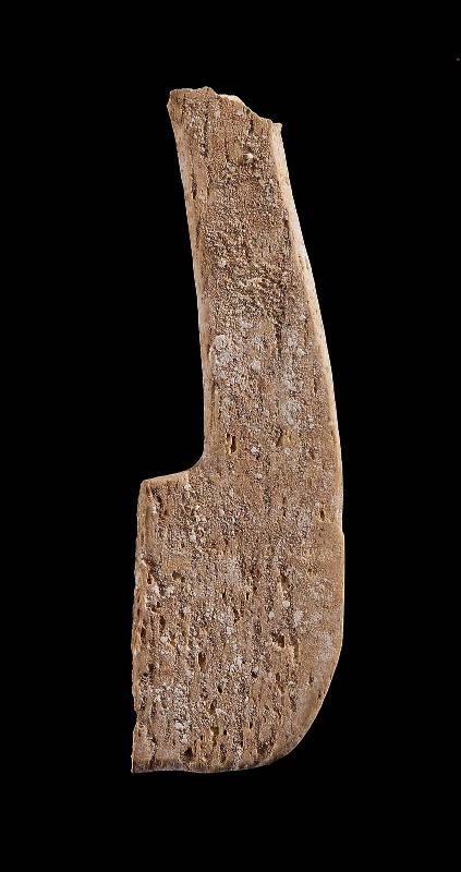 Ivory fragment