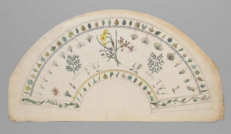 Fan leaf