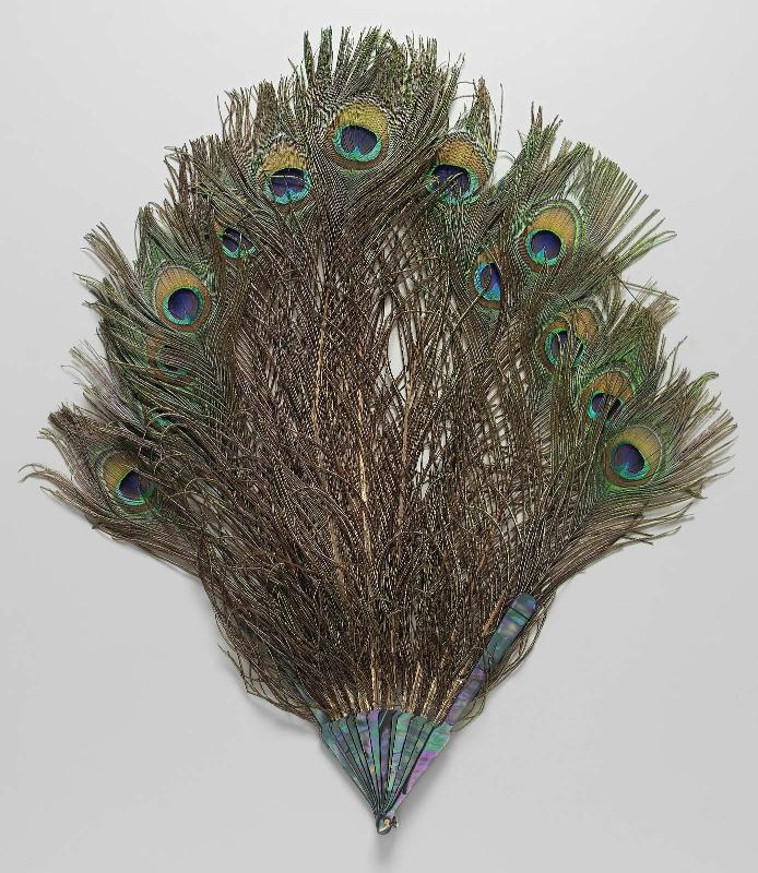 Long fan of peacock feathers