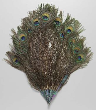 Long fan of peacock feathers