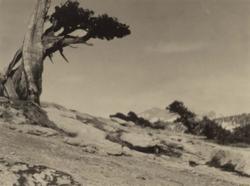 Wind, Juniper Tree, Yosemite National Park