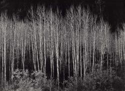 Aspens, Dawn, Dolores River Canyon, Colorado