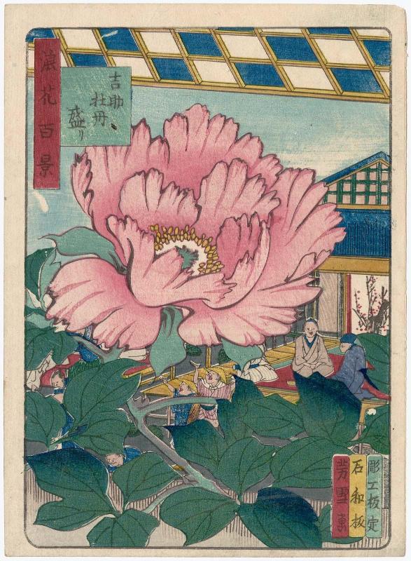 Peonies in Full Bloom in the Garden of Kichisuke (Kichisuke botan sakari) , from the series One Hundred Views of Osaka (Naniwa hyakkei)