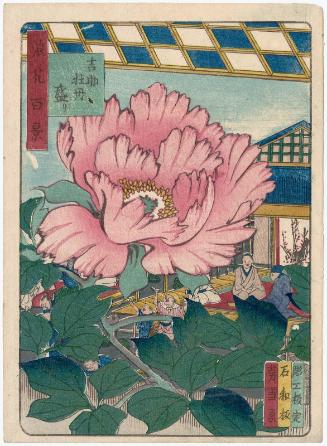 Peonies in Full Bloom in the Garden of Kichisuke (Kichisuke botan sakari) , from the series One Hundred Views of Osaka (Naniwa hyakkei)